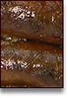 Chorizo
