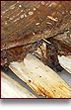 Costilla de Res